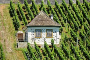 Winery Estate – Danube Bend – Nagymaros & Zebegény