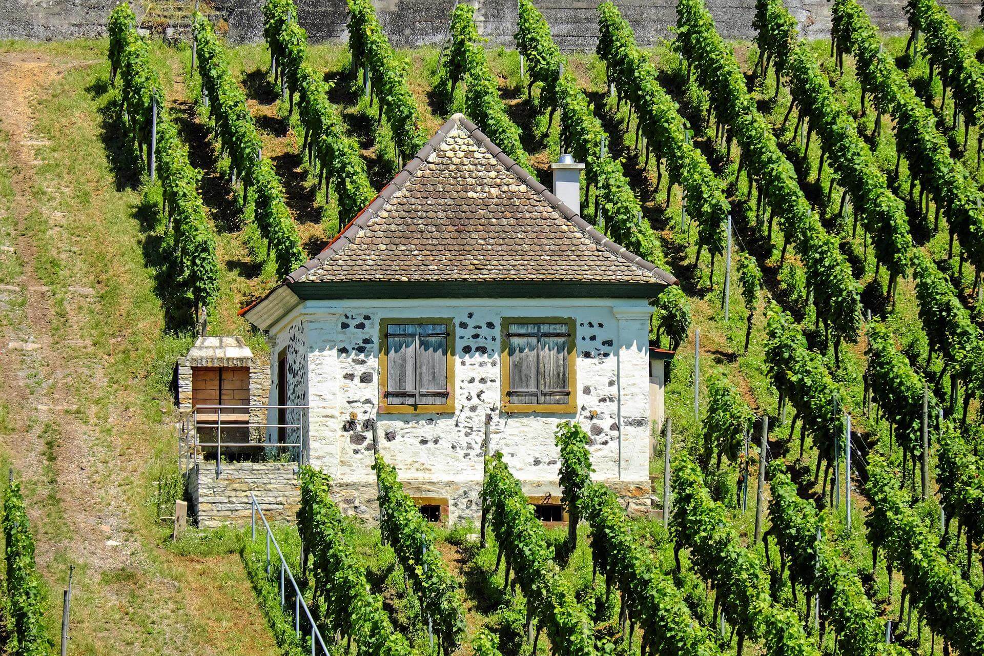 vineyard illustration 01