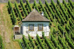 Winery Estate – Danube Bend – Nagymaros & Zebegény 3