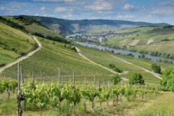 Winery Estate – Danube Bend – Nagymaros & Zebegény 4