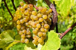 Winery Estate – Danube Bend – Nagymaros & Zebegény 5