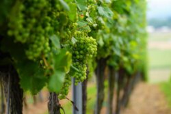 Winery Estate – Danube Bend – Nagymaros & Zebegény 7